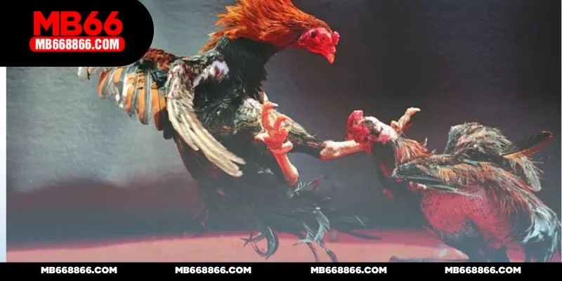 Đá gà MB66 có tỷ lệ trả thưởng vô cùng ấn tượng